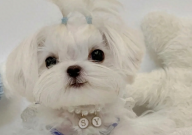 马尔济斯犬优缺点（分析）