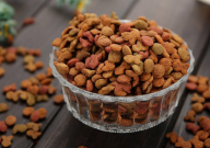 猫肠胃不好吃什么猫粮(比较好)