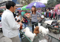 沈阳狗市场在哪里(在什么地方)