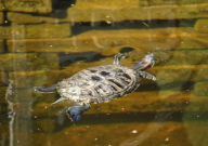 家里可以养巴西龟吗(吉利吗)