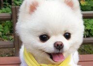 博美犬吃屎怎么办(是什么原因)