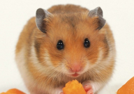 仓鼠有感情吗(认主人吗)