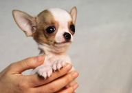 吉娃娃什么颜色的最好(上品)