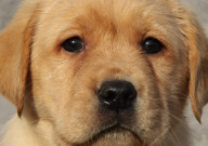 拉布拉多犬耳朵小是纯种吗（以后会大吗）