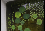 锦鲤水花的养殖技巧（注意事项）