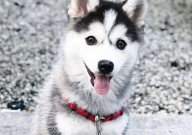 哈士奇和柯基哪个贵（区别）