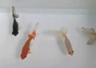 丹凤金鱼应该怎么养(饲养技巧)