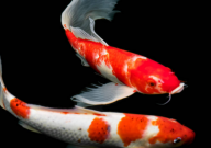 宠物鱼什么最好养活(品种)