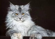 缅因猫的尾巴是尖的吗（对不对）