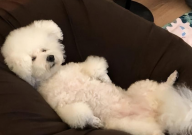 比熊睡觉抽搐怎么回事(抖动)