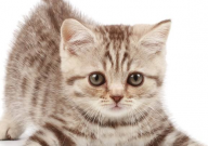 猫咪不喜欢猫砂的表现(是什么)