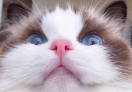 布偶猫长到多大就定型了（几岁成型）