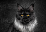 缅因猫怎么养体型更大(如何养)
