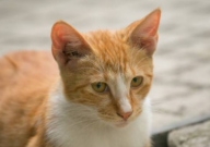 七个月的猫可以吃成年猫粮了吗(还是幼猫粮)