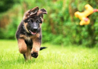 德国牧羊犬优缺点（有哪些）