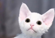 德文卷毛猫怎么看品相(好不好)