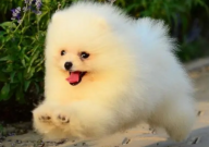 博美犬能吃玉米吗(怎么吃)