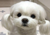 马尔济斯犬寿命一般多少年（有多长）