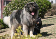 高加索犬认主人的表现(对主人忠诚吗)
