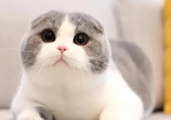 折耳猫有哪些品种(介绍)