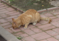 流浪猫吃火腿肠吗(会有事吗)