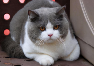 布偶猫和英短猫哪个好(好养)