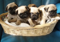 巴哥犬怎么挑选(好的)