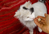 宠物猫又拉又吐怎么办(吃什么药)
