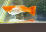 孔雀鱼繁殖温度（多少合适）
