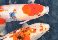 锦鲤和什么鱼一起养(合适)