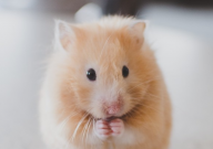 仓鼠买一只还是两只(最好买几只)