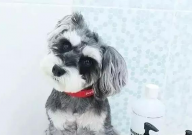 雪纳瑞可以吃玉米吗(能吃吗)