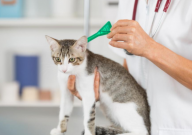 宠物猫要怎样养才健康（宠物猫怎么养）