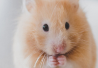 仓鼠能吃桑叶吗(怎么喂)