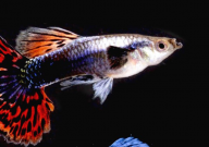 孔雀鱼喂多了会撑死吗(为什么)