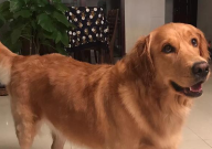 金毛狗可以吃香蕉吗(有毒吗)