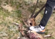 男子欲拔死去藏羚羊羊角被制止(非法)