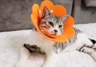 猫咪绝育后的变化（有哪些）