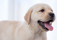拉布拉多犬和金毛的区别(有什么)