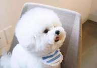 比熊能吃番茄吗(为什么)
