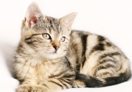 宠物猫可以吃生鸡蛋吗(为什么)