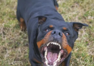 罗威纳属于什么犬种(类型)