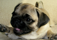 养巴哥犬好处与坏处(有哪些)