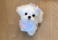 马尔济斯爱叫吗(会乱叫吗)