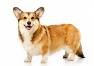 狗吃什么奶水多(奶水狂飙)