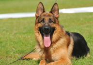 德国牧羊犬多重（重量多少斤）