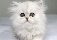 波斯猫有几种颜色(有哪些)