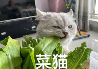 猫咪不吃猫粮可以吗（为什么）