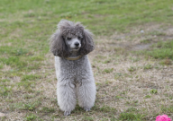 养贵宾犬是公的好还是母的好(哪个好)
