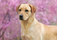 拉布拉多能吃鸡肝吗（好不好）